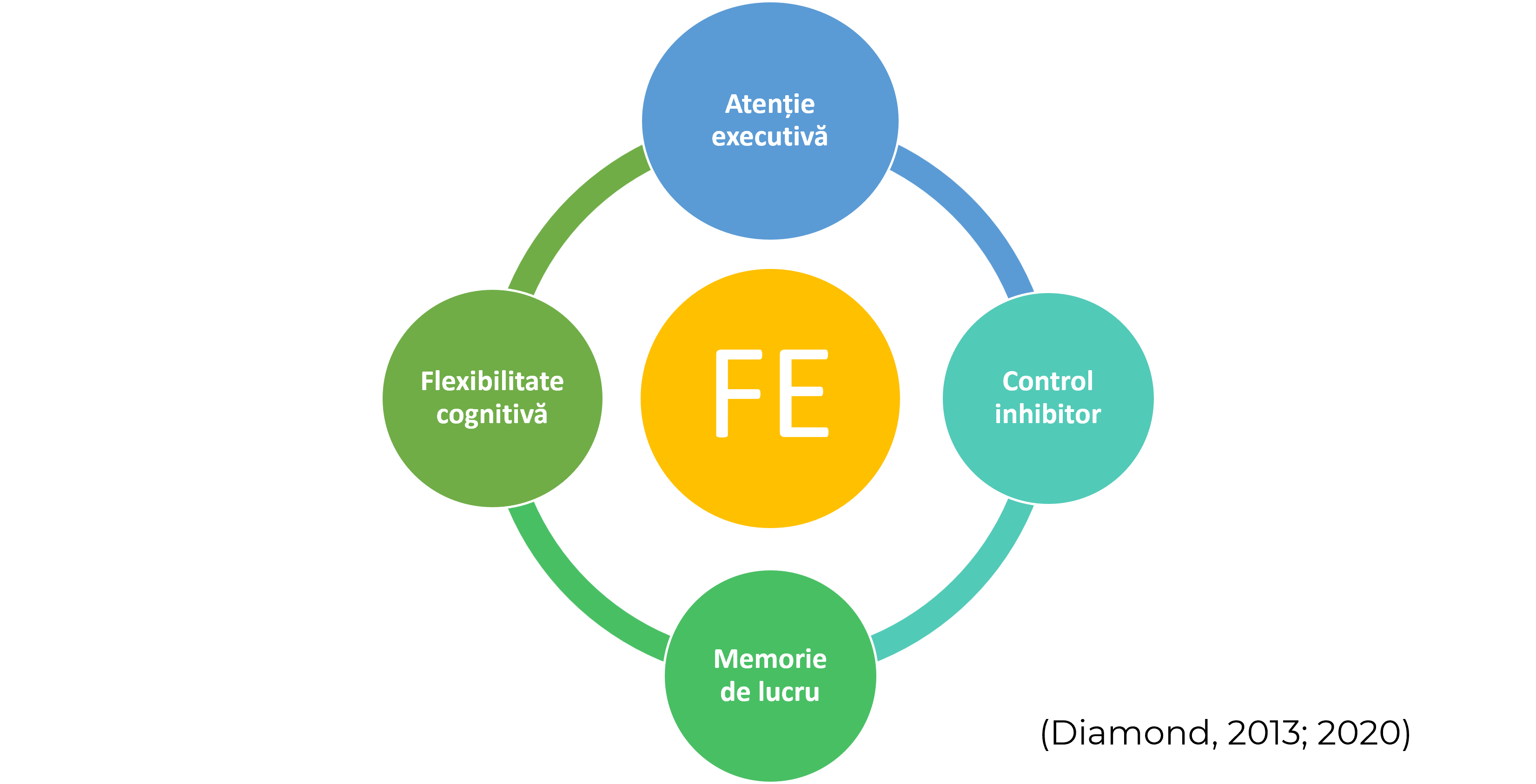 Fig. Modelul lui Diamond privind functiile executive